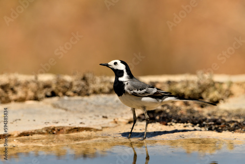 lavandera blanca    o aguzanieves en el estanque del parque  Motacilla alba . Marbella Andaluc  a Espa  a