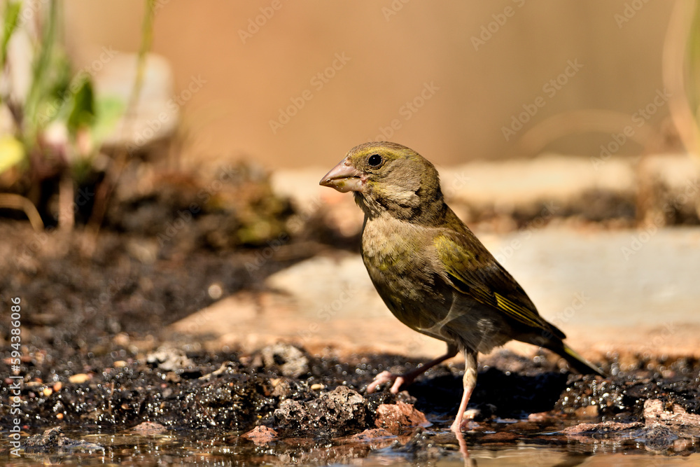 verderón europeo o verderón común (Chloris chloris) verderón europeo o verderón común (Chloris chloris)