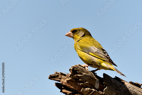 verderón europeo o verderón común (Chloris chloris)​