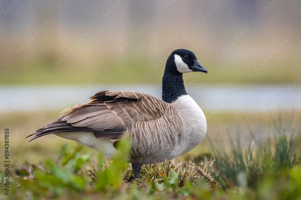 Canadian goose Branta canadensis in a meadow Canadian goose Branta canadensis in a meadow