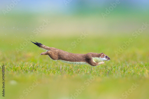 Closeup of a Stoat, mustela erminea, running and jumping in a grass field while hunting. © Sander Meertins