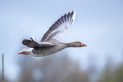 Greylag goose, Anser Anser, in flight migrating