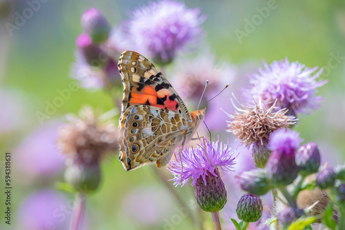 Photos Painted Lady butterfly, vanessa cardu, feeding