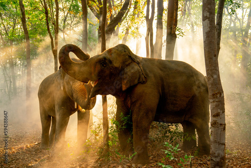 Canvas Print Two elephants stand together in forest with sunlight shine through the tree in concept of wildlife in jungle with happiness and freedom