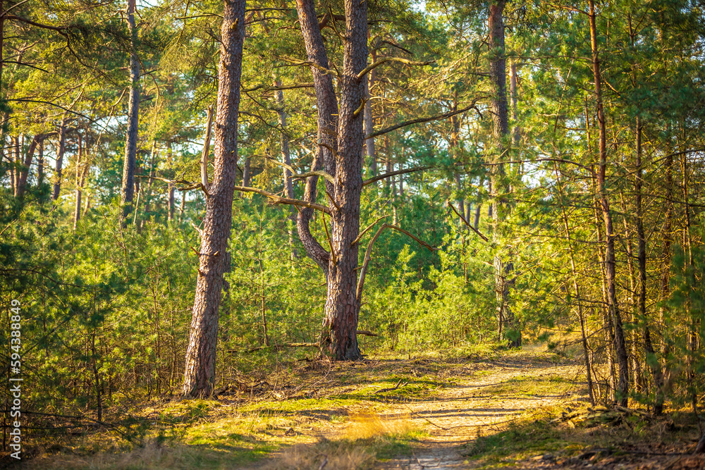 Naklejka premium Beautiful forest in national park Hoge Veluwe, the Netherlands