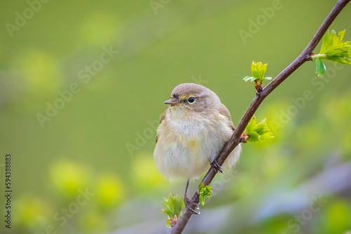 Common chiffchaff bird Phylloscopus collybita