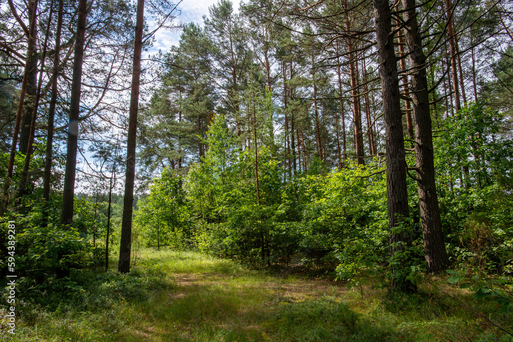 Fototapeta premium Pine forest