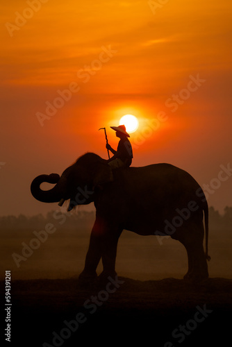 Vertical of Silhouette mahout man sit on back of big Asian elephant and stand in the field with morning sun on background.