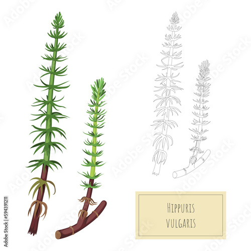 Isolated aquarium plant. Cartoon drawing of aquatic herb. River grass outline art. Water floristic object
