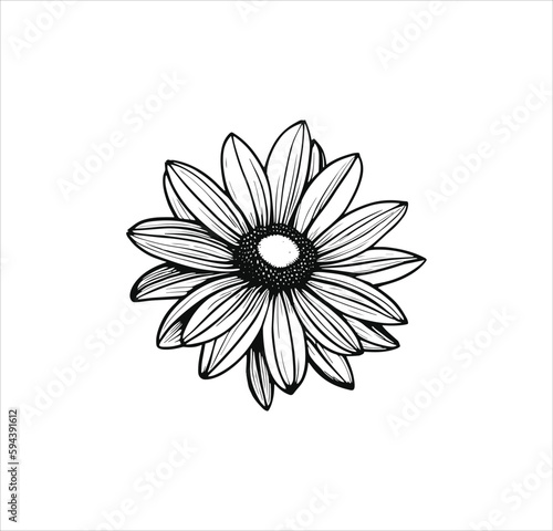 Daisy flower vector line art work