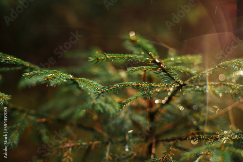Pine tree with raindrops in the sunset light on green background
