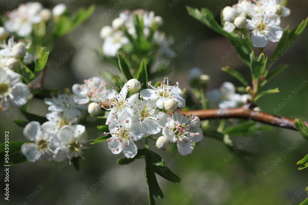 Obraz premium Fleurs d'aubépine