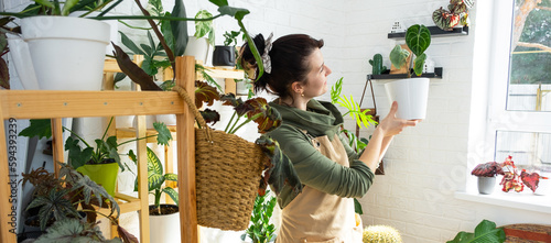 Woman plant breeder examines and admires home plants in a pot from her collection at home on the shelves. Search for pests, care, watering, fertilizers. Home crop production photo