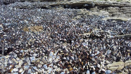 Thousands of Mussels on a rock top next to the pacific ocean
