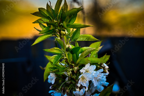 flowers on a blue background