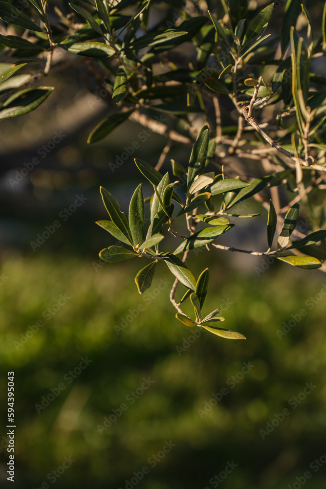 Obraz premium Close-up image of olive leaves in sunset light. Concept of local gardening. Dalmatia, Croatia.