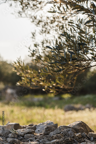 Olive tree in Croatia. Sunset in olive tree garden. Harvest time. Dalmatia, Croatia.