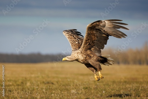 Majestic White Tailed Eagle takes flight from a lush, grassy field, its wings spread wide