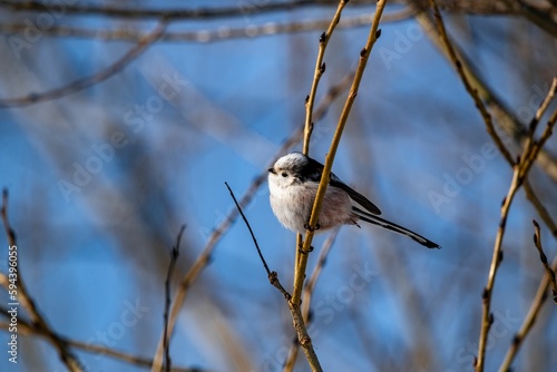 Selective focus of a long-tailed tit perched on tree branch, clear sky blurred background