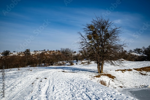Closeup of a lone deciduous tree with the snowy ground, clear sky background