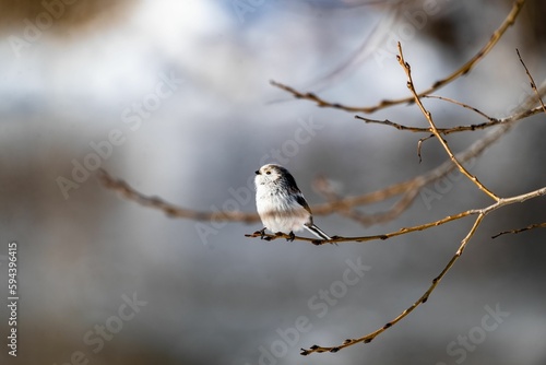 Selective focus of a long-tailed tit perched on tree branch, blurred background