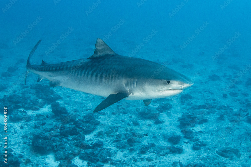 Naklejka premium Tiger shark in blue, French Polynesia