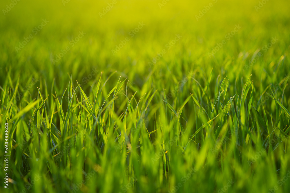 Fototapeta premium Close up of green grass growing in a field with sun light on it. Spring, life renewal concept, horizontal view