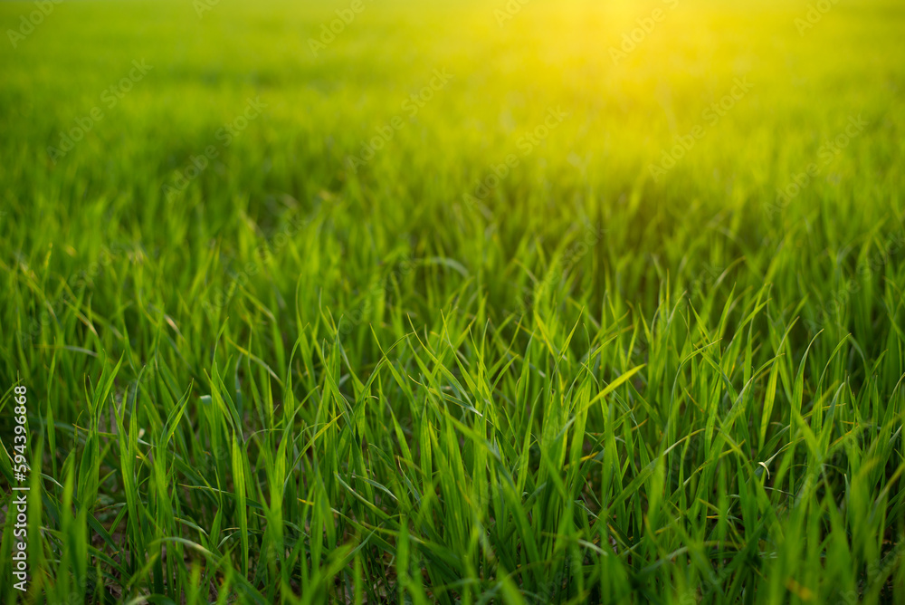 Warm sunlight on light green grass in the field. Close up, copy space, horizontal shot of fresh grass