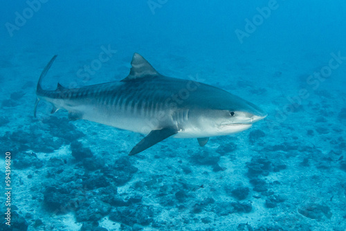Tiger shark in blue, French Polynesia