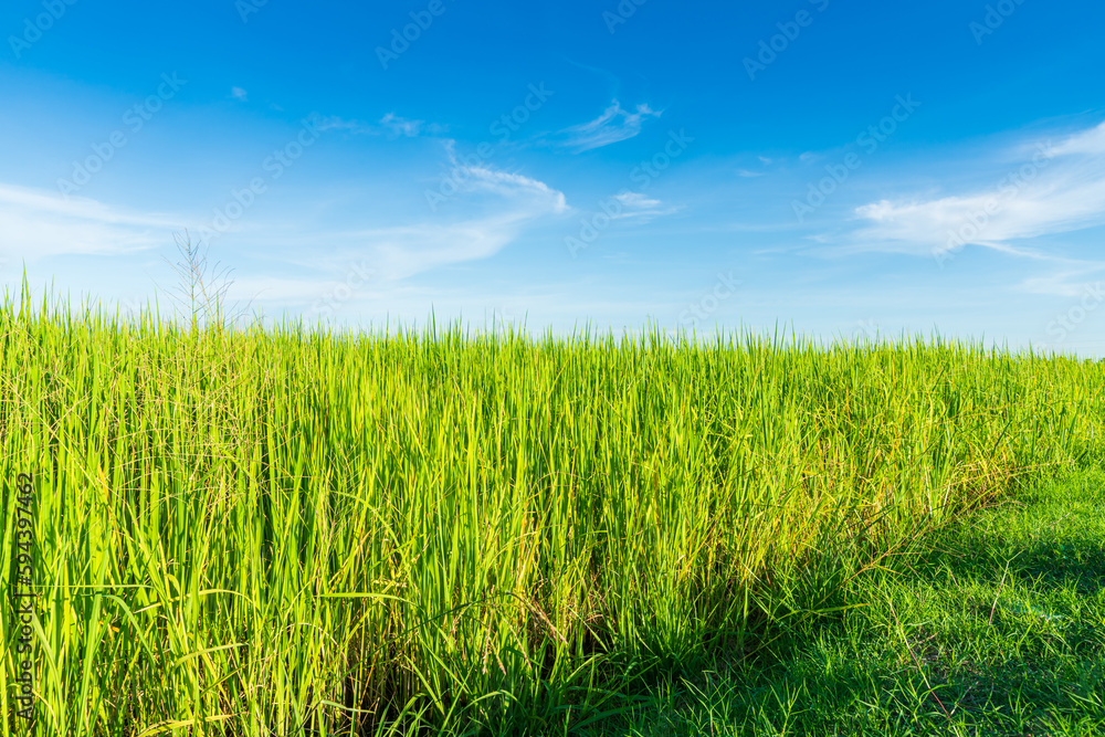 Scenic view landscape of Rice field green grass with field cornfield or in Asia country agriculture harvest with fluffy clouds blue sky daylight background. Scenic view landscape of Rice field green grass with field cornfield or in Asia country agriculture harvest with fluffy clouds blue sky daylight background.