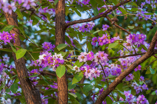 Beautiful blooming bungor (Lagerstroemia loudonii Teijsm. Binn) flowers Thai bungor tree and green leaves with the park in spring day blue sky background Thailand. photo