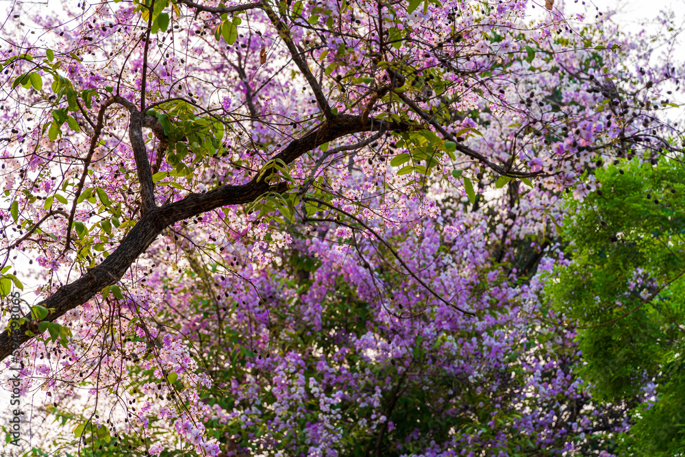 Beautiful blooming bungor (Lagerstroemia loudonii Teijsm. Binn) flowers Thai bungor tree and green leaves with the park in spring day blue sky background Thailand. Beautiful blooming bungor (Lagerstroemia loudonii Teijsm. Binn) flowers Thai bungor tree and green leaves with the park in spring day blue sky background Thailand.