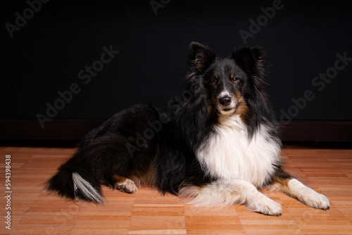 Shetland Sheepdog in the living room looking at the camera