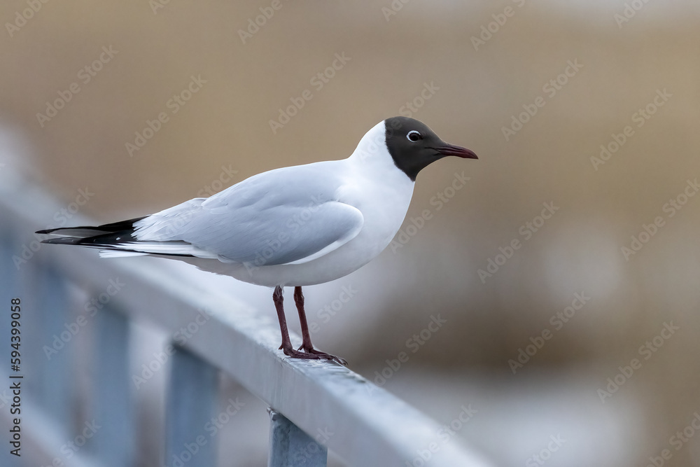 Black-headed gull Black-headed gull
