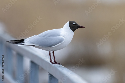 Black-headed gull