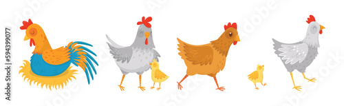 Hen and Cockerel with Chicks and Hay Nest Vector Set