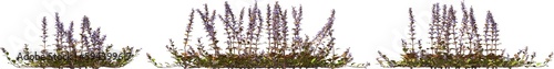 Obraz na płótnie bugle, blue bugle, bugleherb, bugleweed, carpetweed, carpet bugleweed hq arch viz cutout plant w salonie
