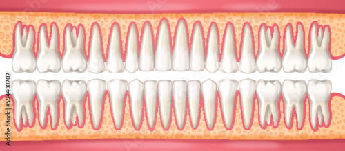 Human Dental Anatomy Concept