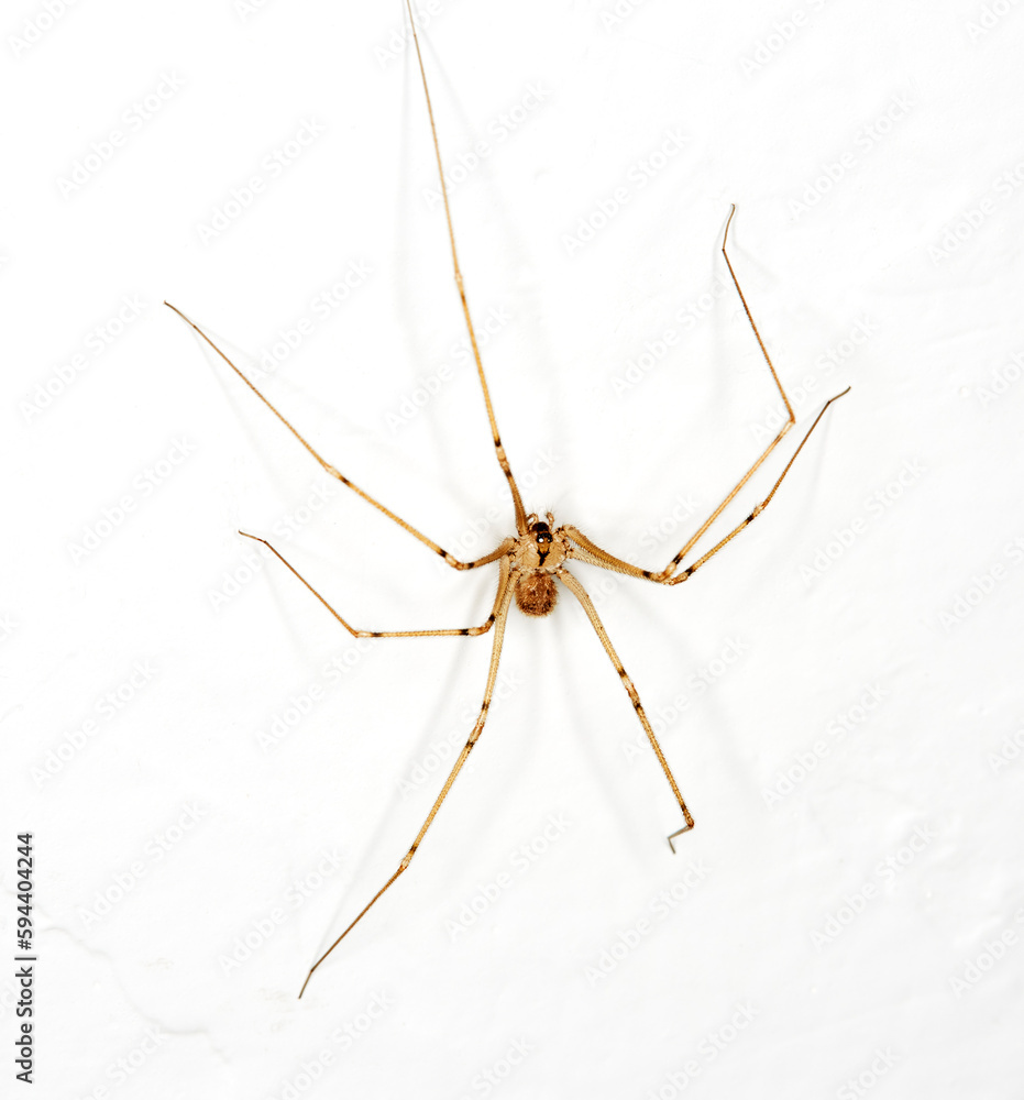 Close up of a Daddy Long Legs Spider hanging upside down on a wall Close up of a Daddy Long Legs Spider hanging upside down on a wall