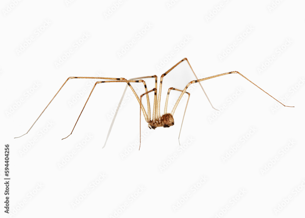 Close up of a Daddy Long Legs Spider hanging upside down on a wall Close up of a Daddy Long Legs Spider hanging upside down on a wall