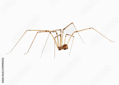 Close up of a Daddy Long Legs Spider hanging upside down on a wall