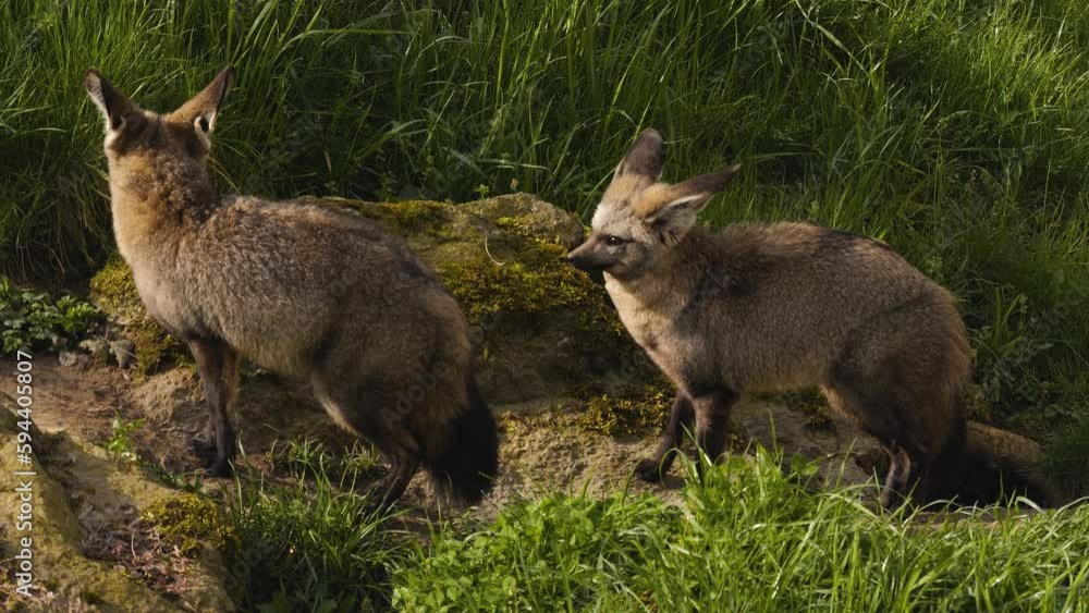 Close up of a bat-eared fox sitting in grass and looking around Close up of a bat-eared fox sitting in grass and looking around