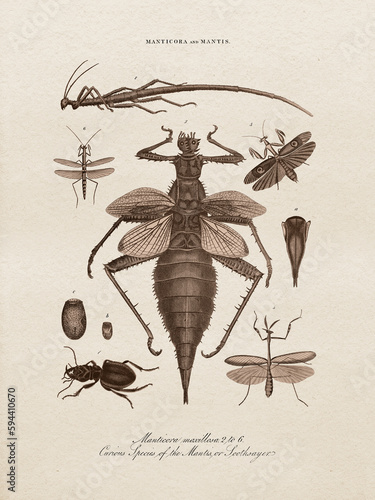 Restored antique copperplate illustrations