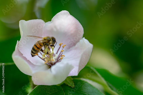 ape all'interno di un fiore di mela
