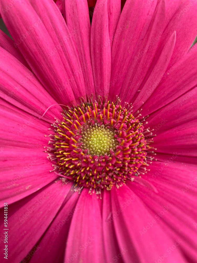 Flor Flor