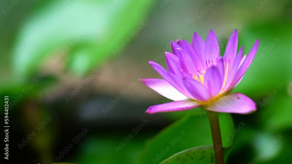 Beautiful lotus flower in pond after rain in garden with bokeh. Beautiful lotus flower in pond after rain in garden with bokeh.