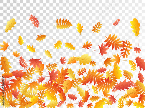 Oak, maple, wild ash rowan leaves vector, autumn foliage on transparent background.