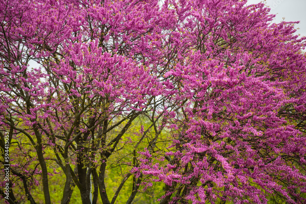 A beautiful tree with pink flowers in the park on a spring day.  Tree blooming with pink flowers 
