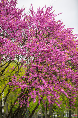A beautiful tree with pink flowers in the park on a spring day. Tree blooming with pink flowers 