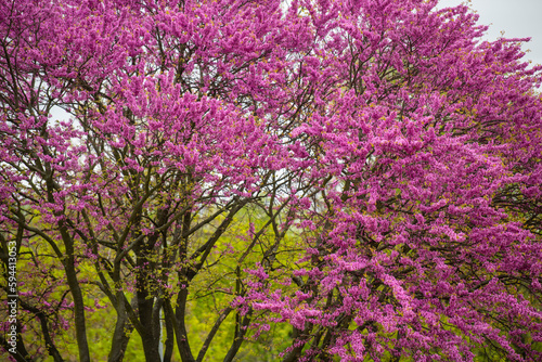 A beautiful tree with pink flowers in the park on a spring day. Tree blooming with pink flowers 